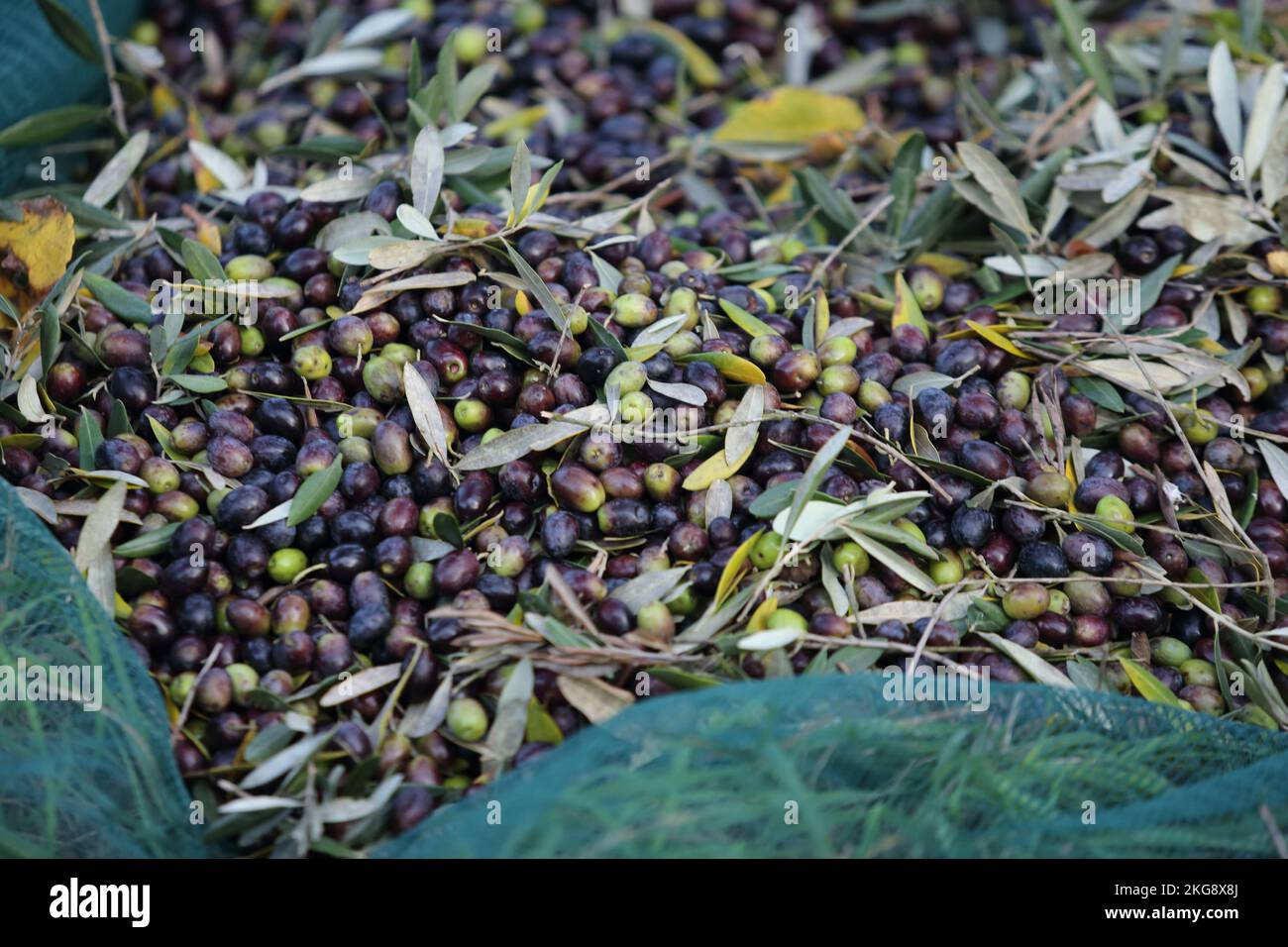 oil production in italy, olive harvest 2022 Stock Photo