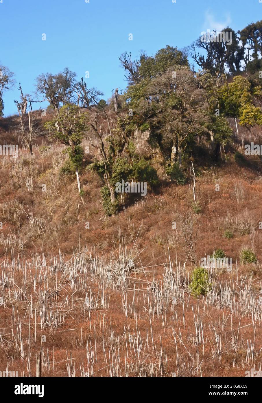 large tract of dead bamboo after post flowering dieback Eaglenest