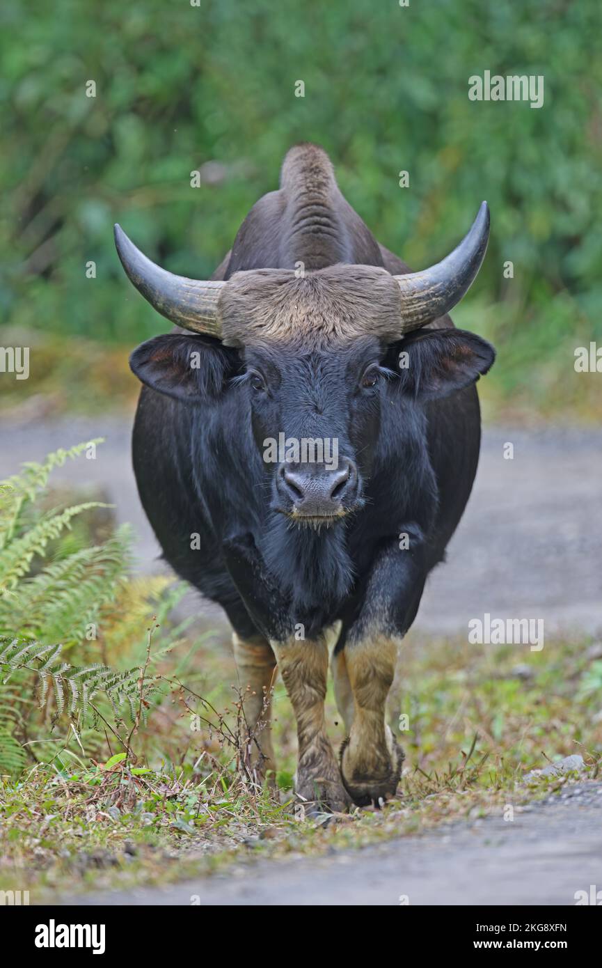 adult domesticated Gayal (Bos gaurus frontalis)   kept by hill tribes  Arunachal Pradesh, India              January Stock Photo