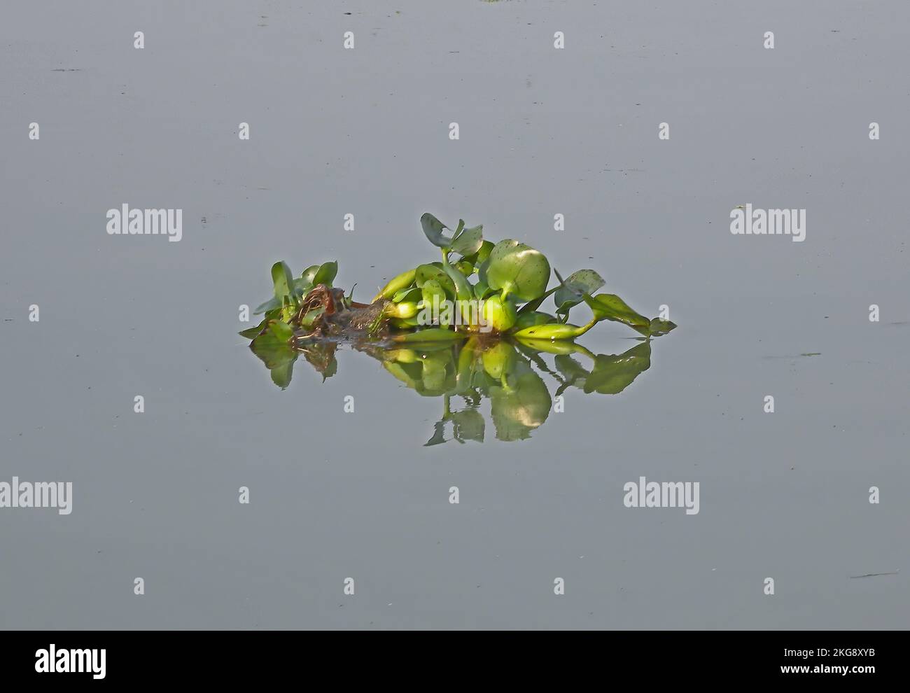 Water Hyacinth plant floating free down river Dibru-Saikhowa NP, Assam ...