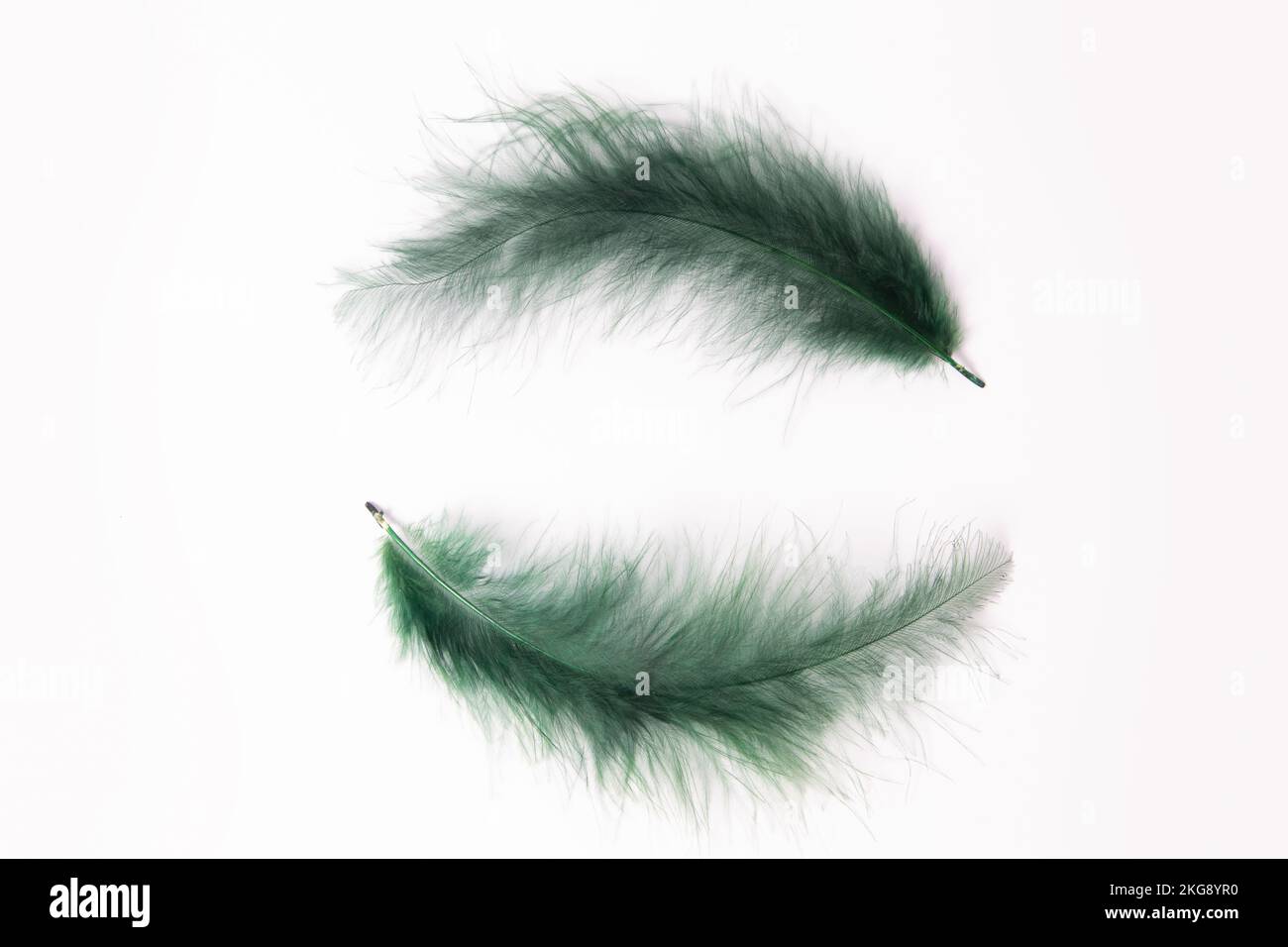 Green feathers on white background. Flat lay, top view Stock Photo - Alamy