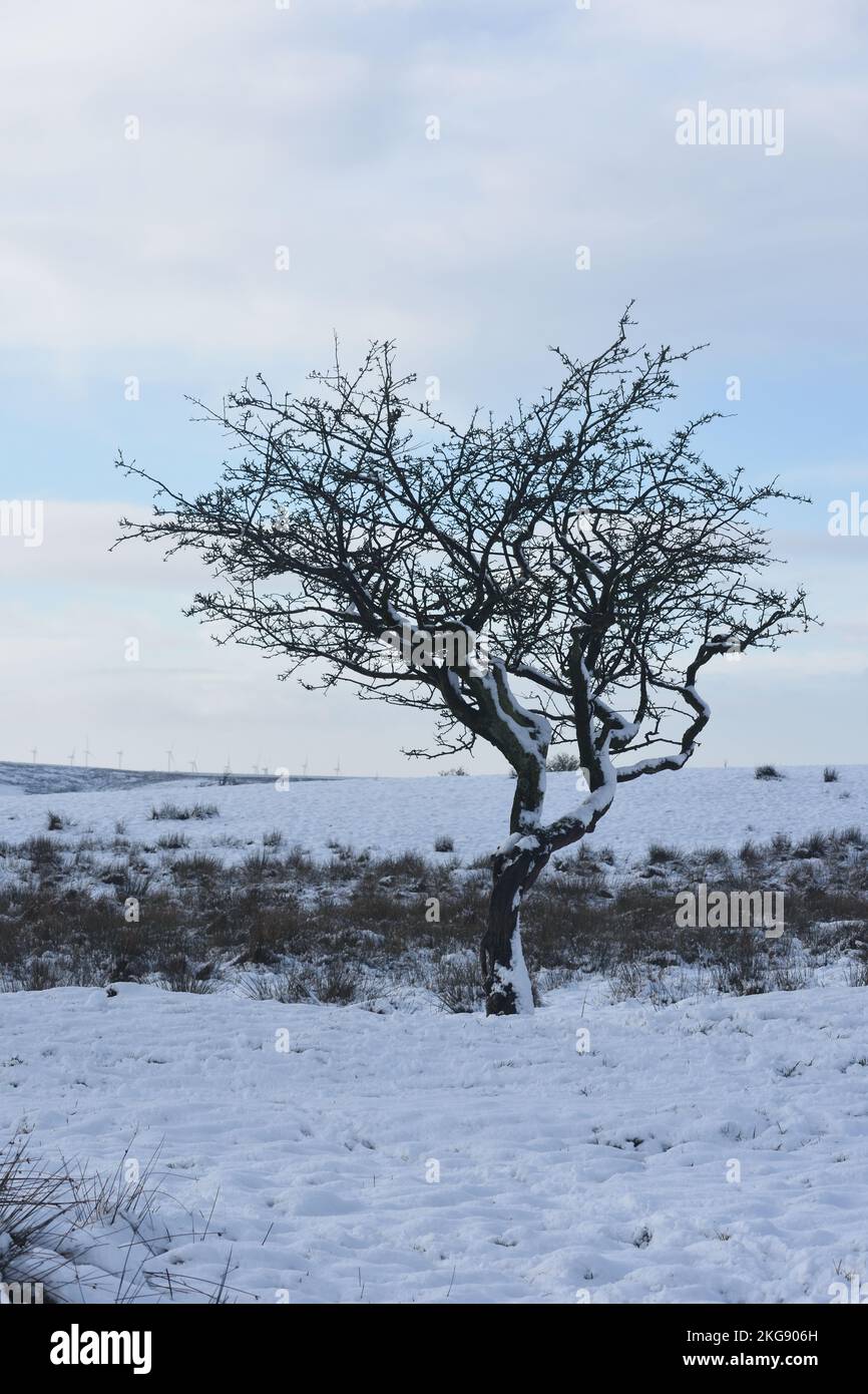 one tree at dawn in winter Lancashire moorland with snowfield, heather and wind turbines in distant background. Cold mid winters day with hard frost a Stock Photo