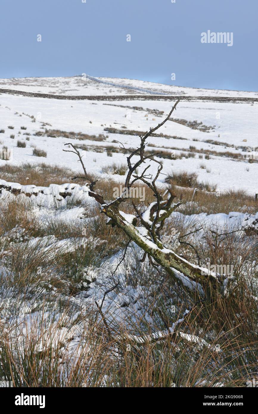 Dead tree in snow covered moorland landscape with background of fields and dry stone walls leading to winter sky. Stock Photo