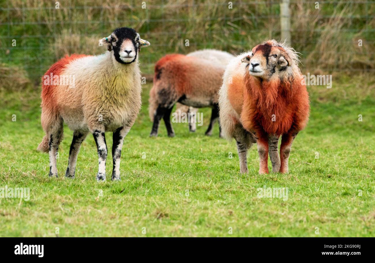 Lancaster, Lancashire, UK. 22nd Nov, 2022. A Swaledale ram at Marshaw, Lancaster, Lancashire, UK covered in raddle marker proving he's doing his job by serving the ewes in his flock. Credit: John Eveson/Alamy Live News Stock Photo