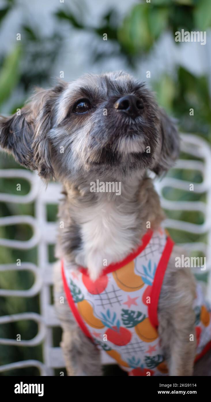Dog wearing a shirt Stock Photo