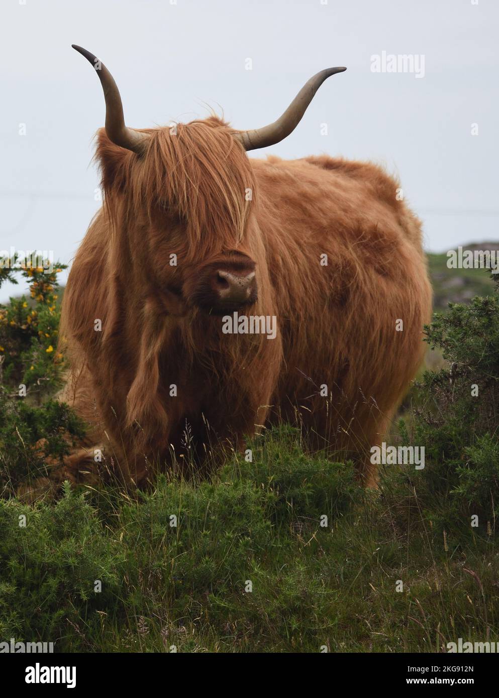 Highland cattle on the isle of Mull Scotland close up of cow in a field with Gorse in background. Showing large horns and shaggy fur with hair in eyes Stock Photo