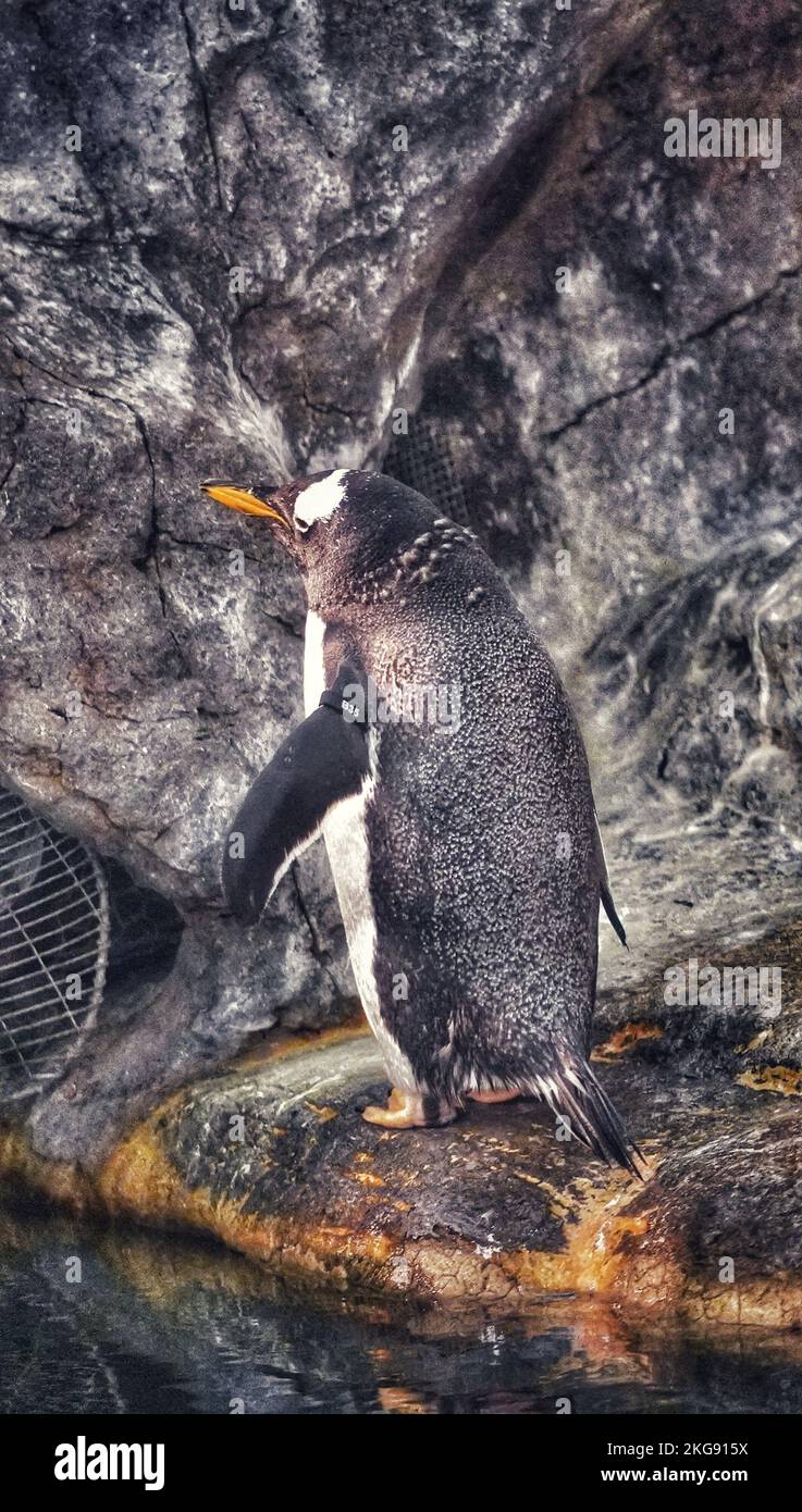 A closeup shot of a funny penguin standing on rocks at the zoo Stock ...