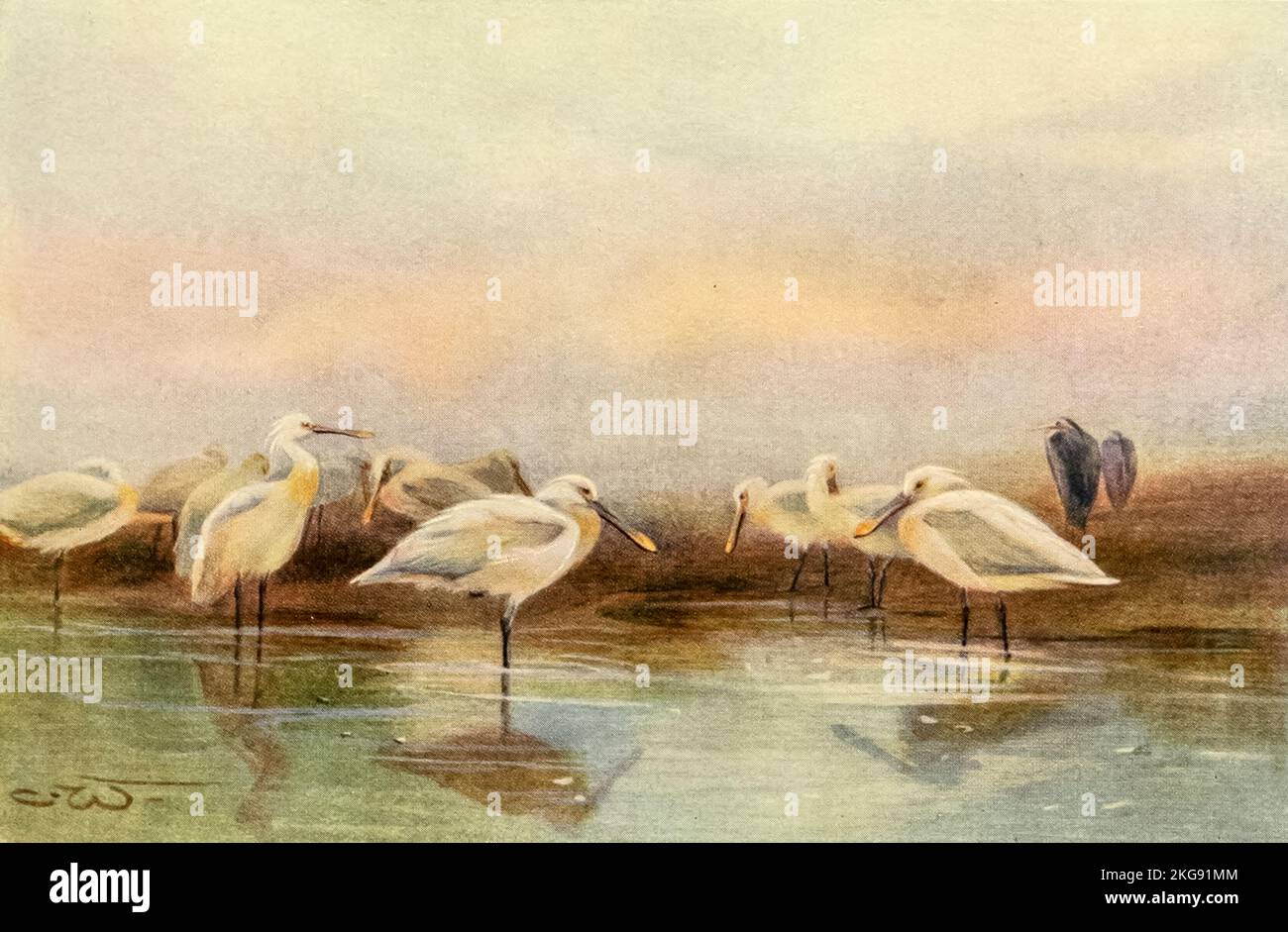 A flock of Spoonbills On a mud-bank painted and described by Charles Whymper from the book ' Egyptian birds ' for the most part seen in the Nile valley Publication date 1909 Publisher London, A. and C. Black Stock Photo