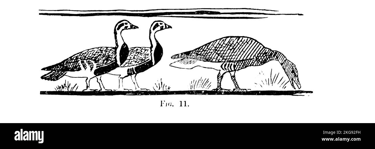 Line art of the Egyptian goose (Alopochen aegyptiaca) is a member of the duck, goose, and swan family Anatidae. painted and described by Charles Whymper from the book ' Egyptian birds ' for the most part seen in the Nile valley Publication date 1909 Publisher London, A. and C. Black Stock Photo