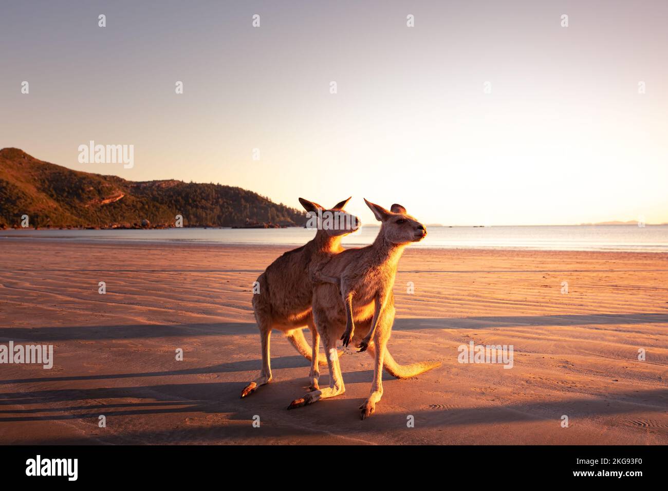 A couple of cute kangaroo at a beach, with water in the background at sunrise in Australia Stock Photo