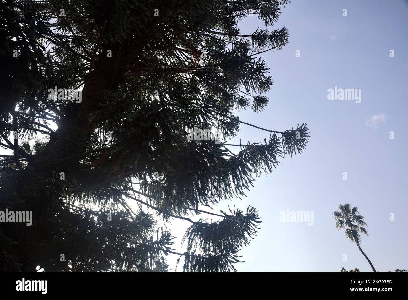 Bunya  pine in a garden counterlit by the sun Stock Photo
