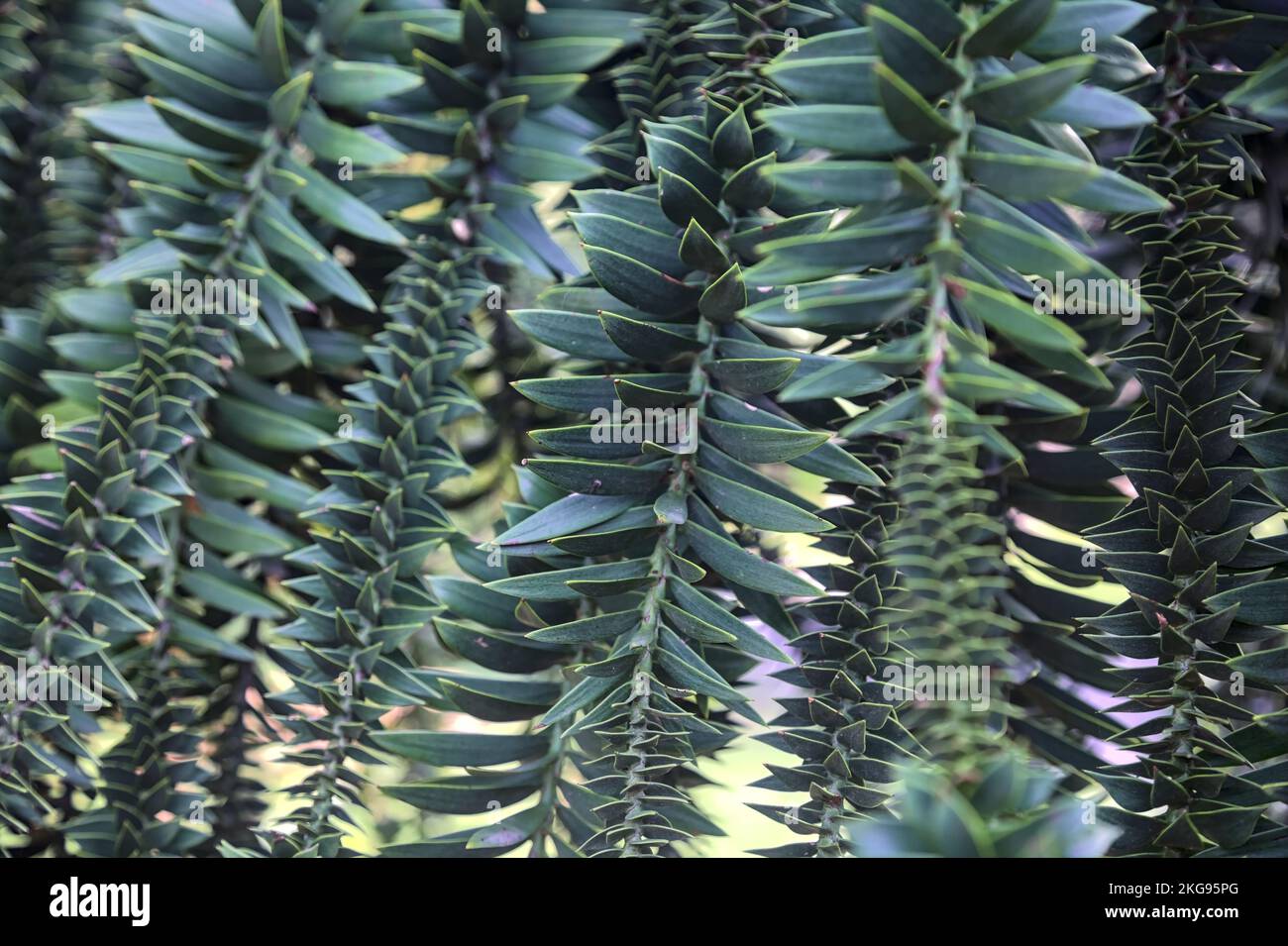 Bunya  pine branches seen up close Stock Photo