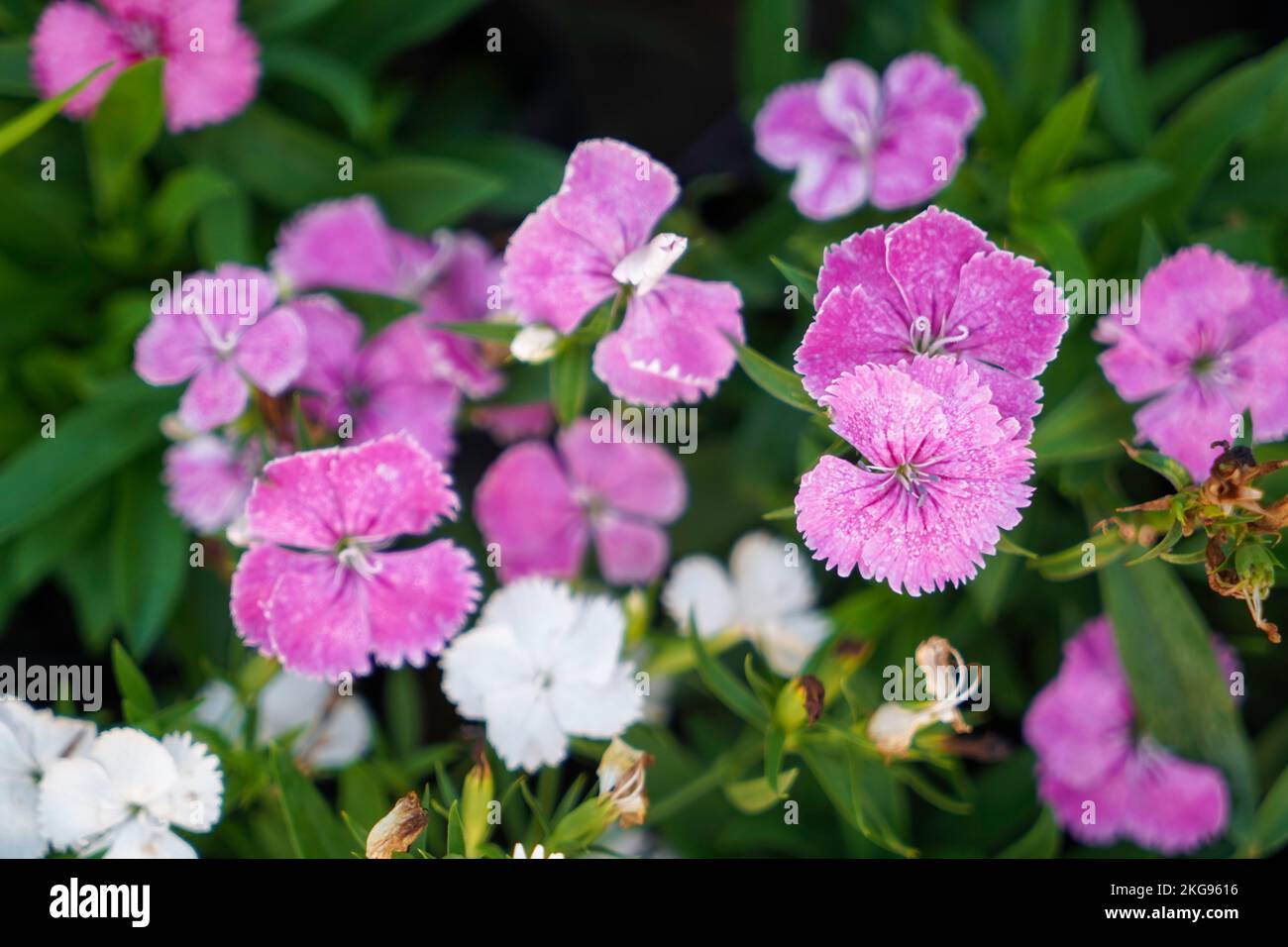 selective focusing, Pink Dianthus, Dianthus barbatus, Cheddar pink, pink flower beautiful pink flower Stock Photo