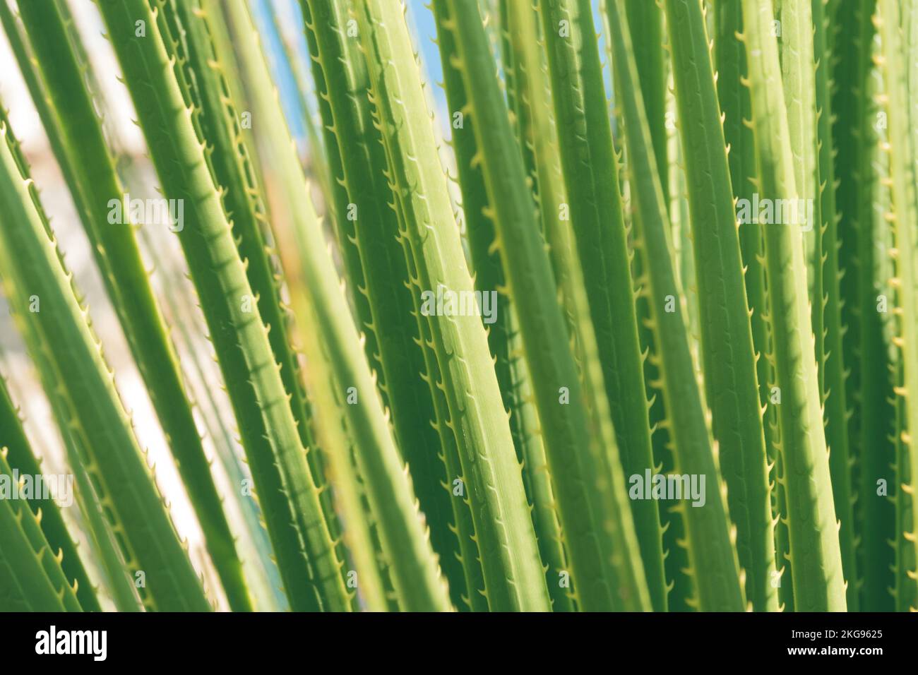 Long green succulent leaves of Dasylirion texanum close-up. Close up green leaves blurred defocused background. Stock Photo