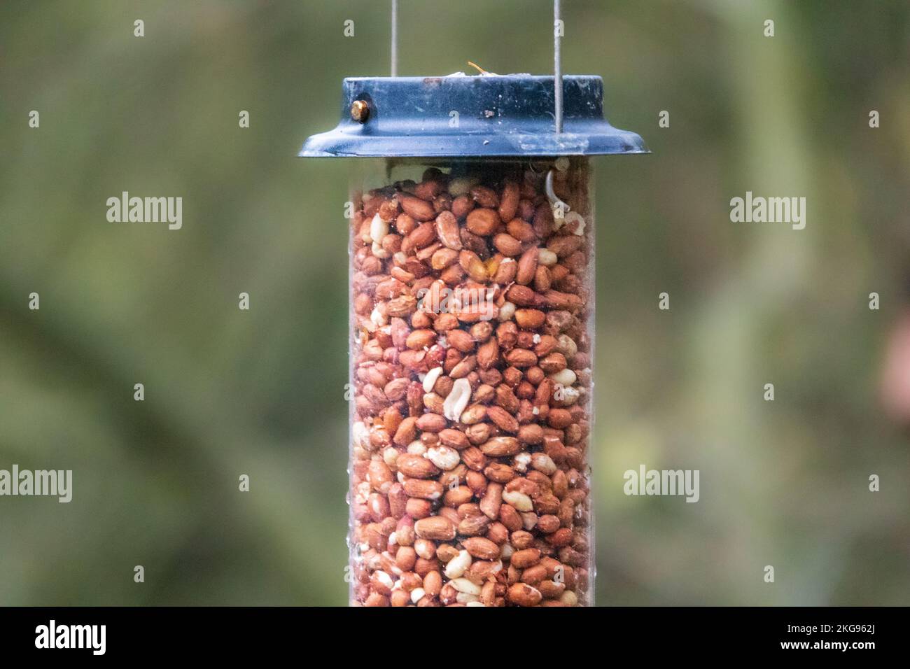A bird feeder full of nuts isolated against woodland trees Stock Photo