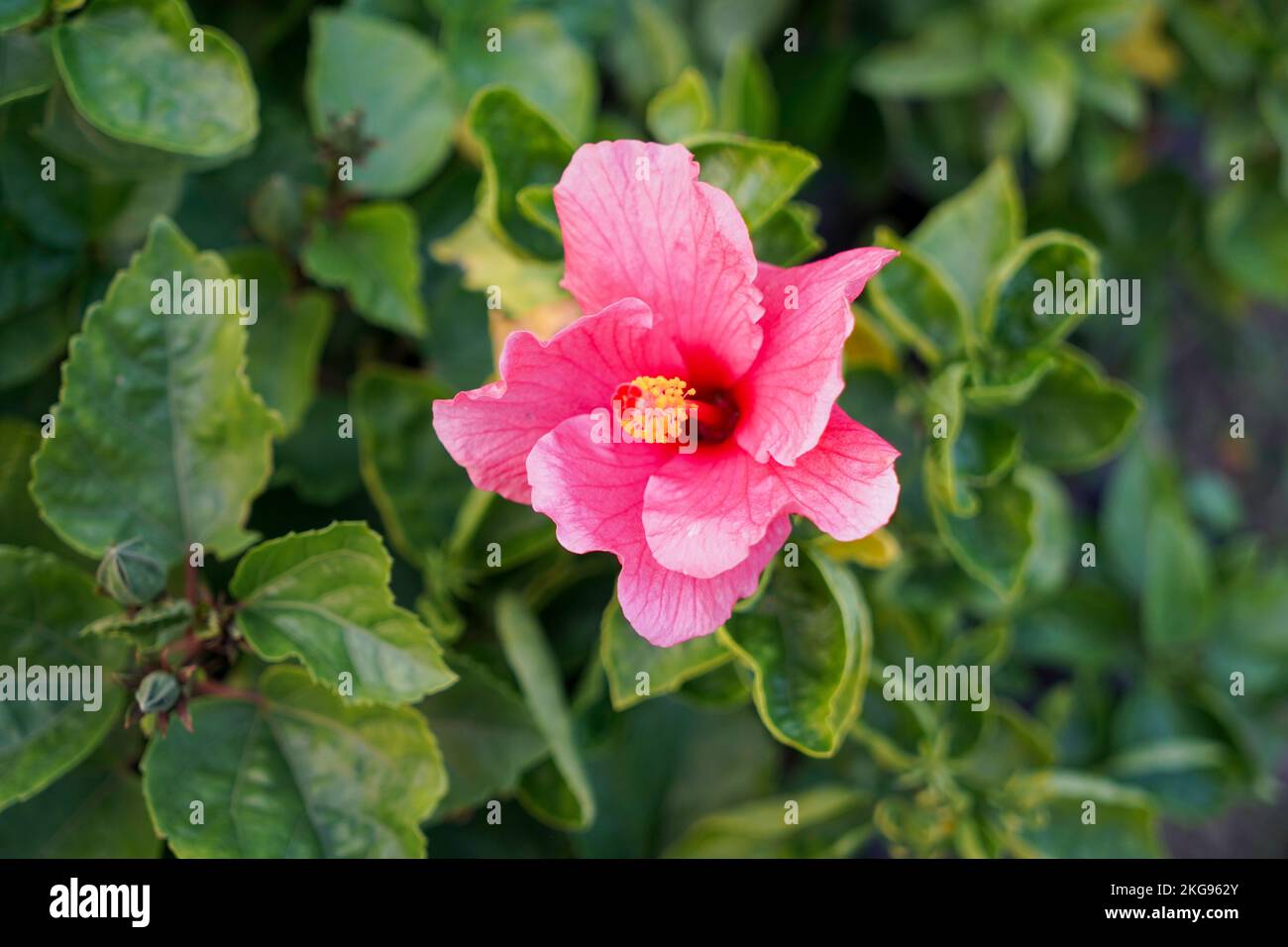 selective focusing, Tropical Hibiscus 'Lipstick' (Hibiscus rosa