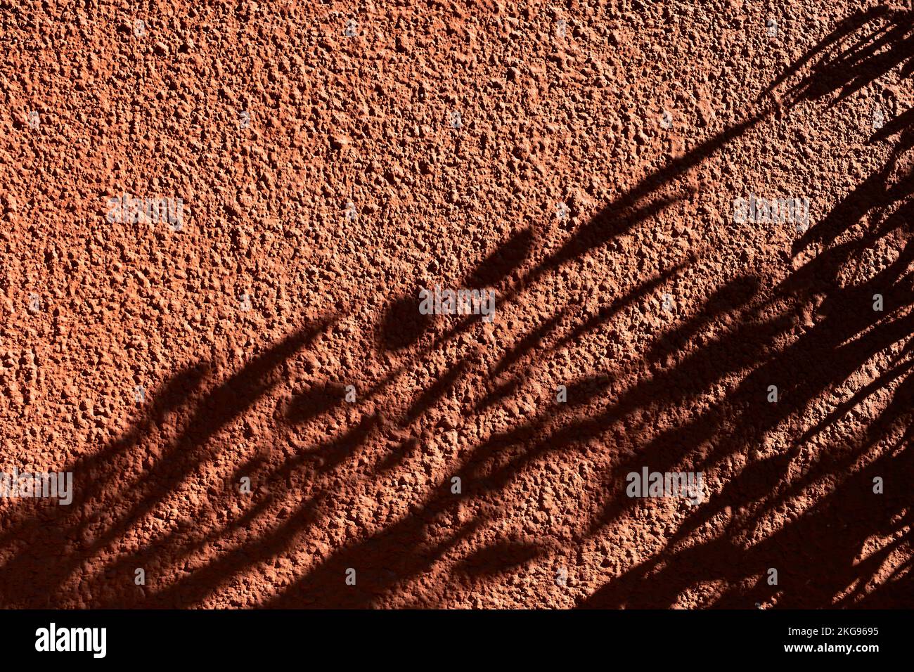 Abstract black shadow background of natural leaves tree branch falling