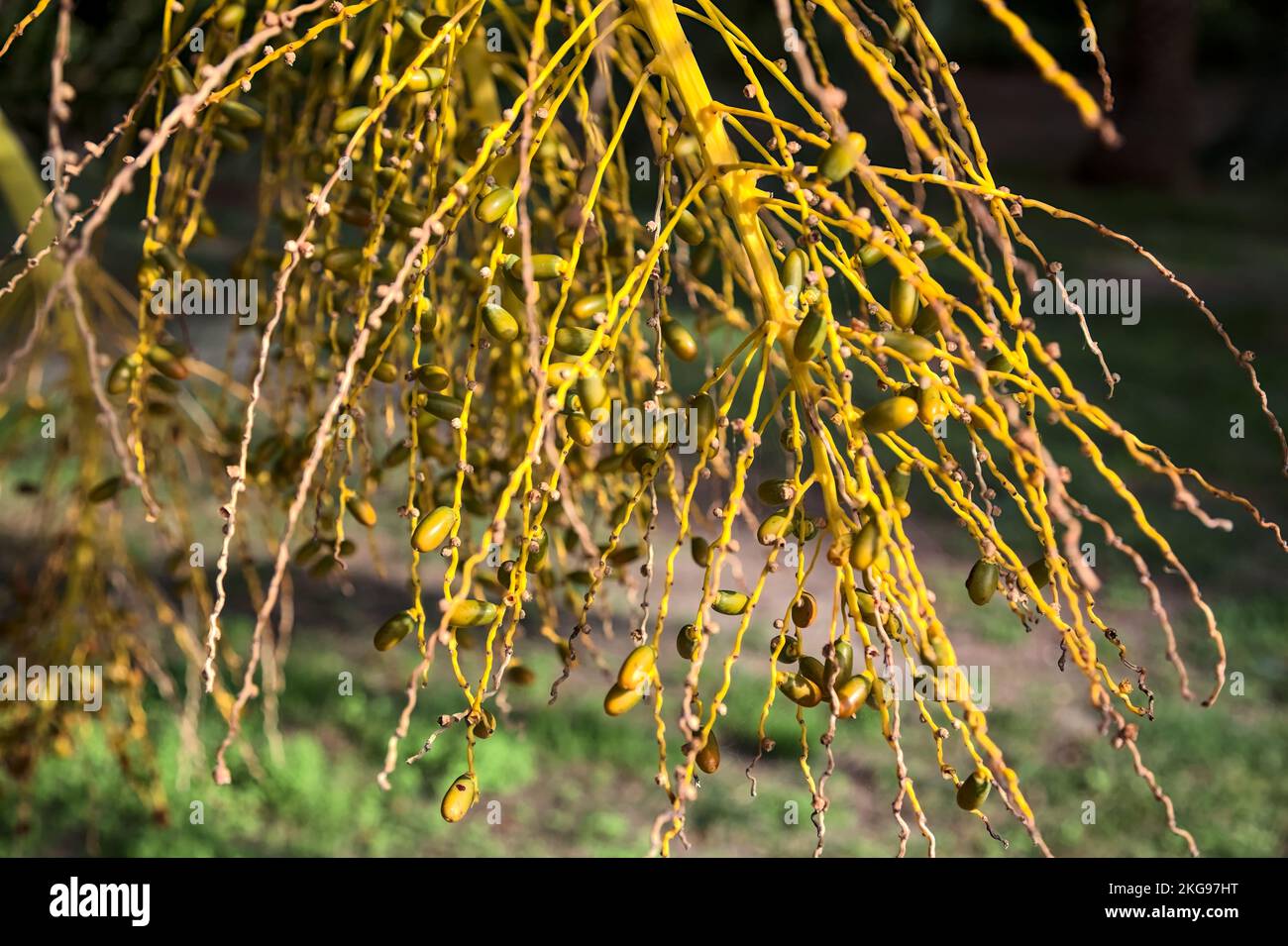 Ripe dates on the plant seen up close Stock Photo - Alamy