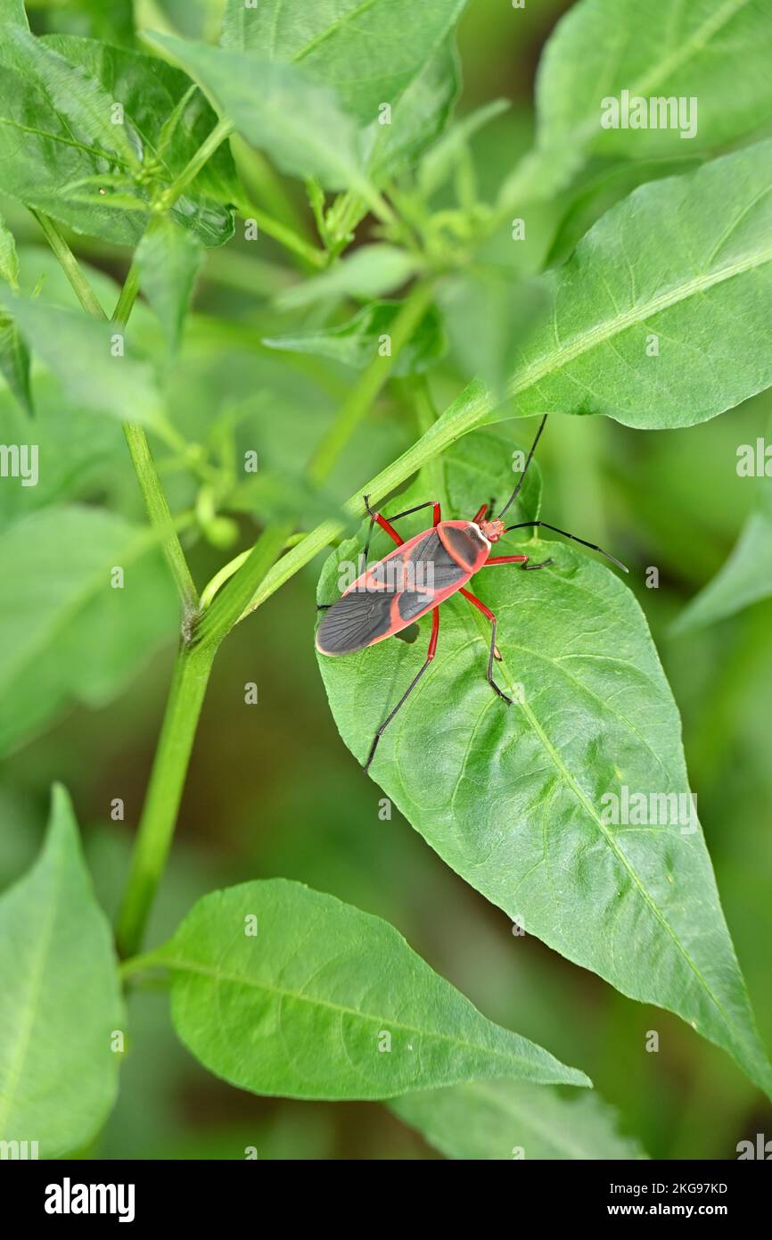 A vertical shot of a Dysdercus bug on a green leaf Stock Photo