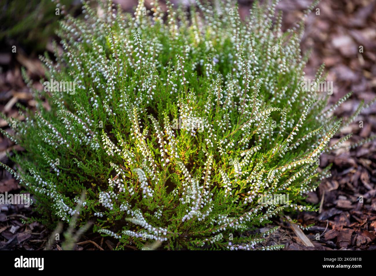 Heather (Calluna vulgaris) with white flowers on pine bark mulch. Bud-blooming heather variety. Ornamental plant for landscaping Stock Photo