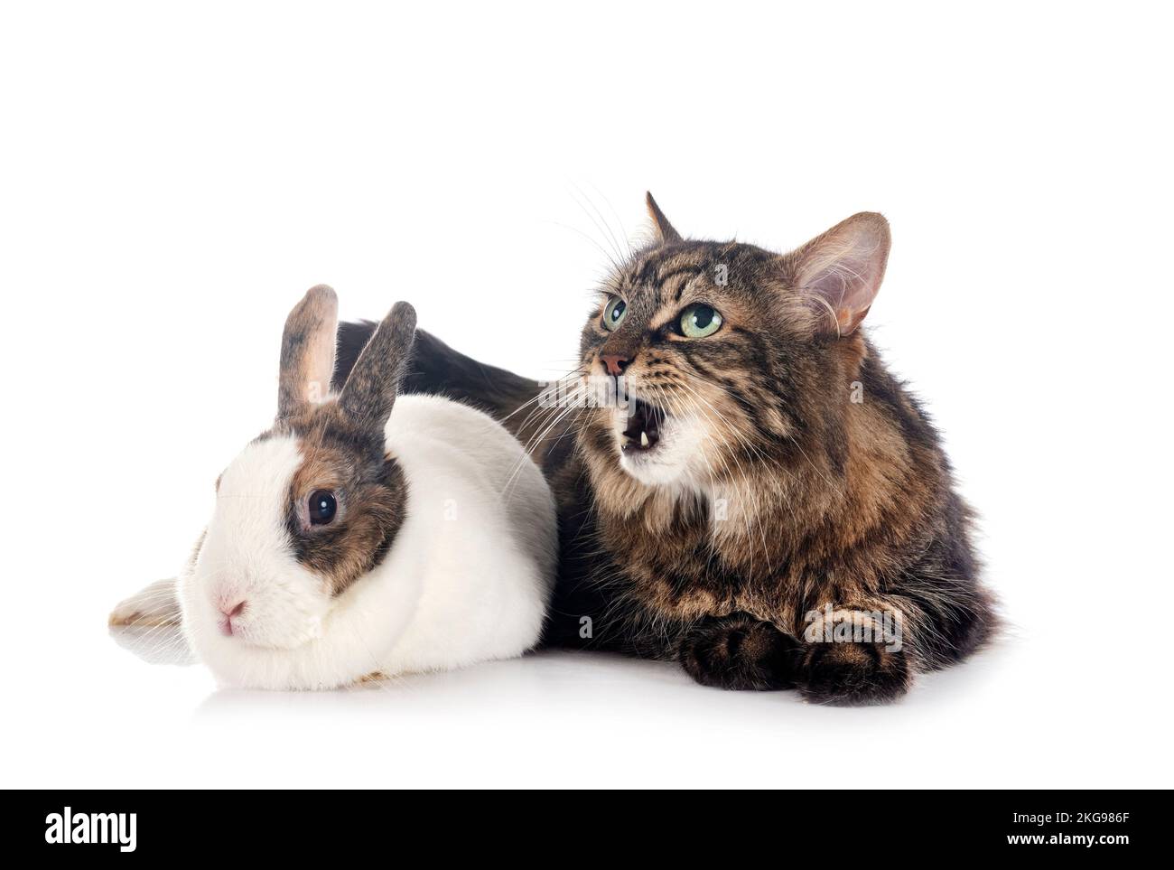 maine coon and rabbit in front of white background Stock Photo - Alamy