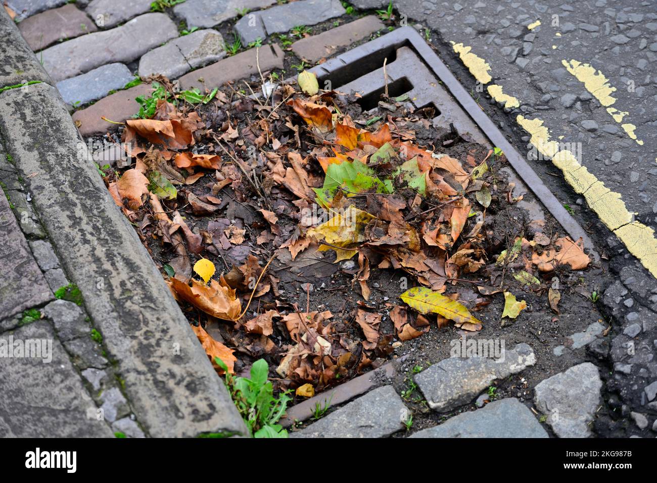 Fall, autumn fallen leaves washed along roadside gutter to be blocked by car wheel. Leaves not swept up blocking gutter Stock Photo