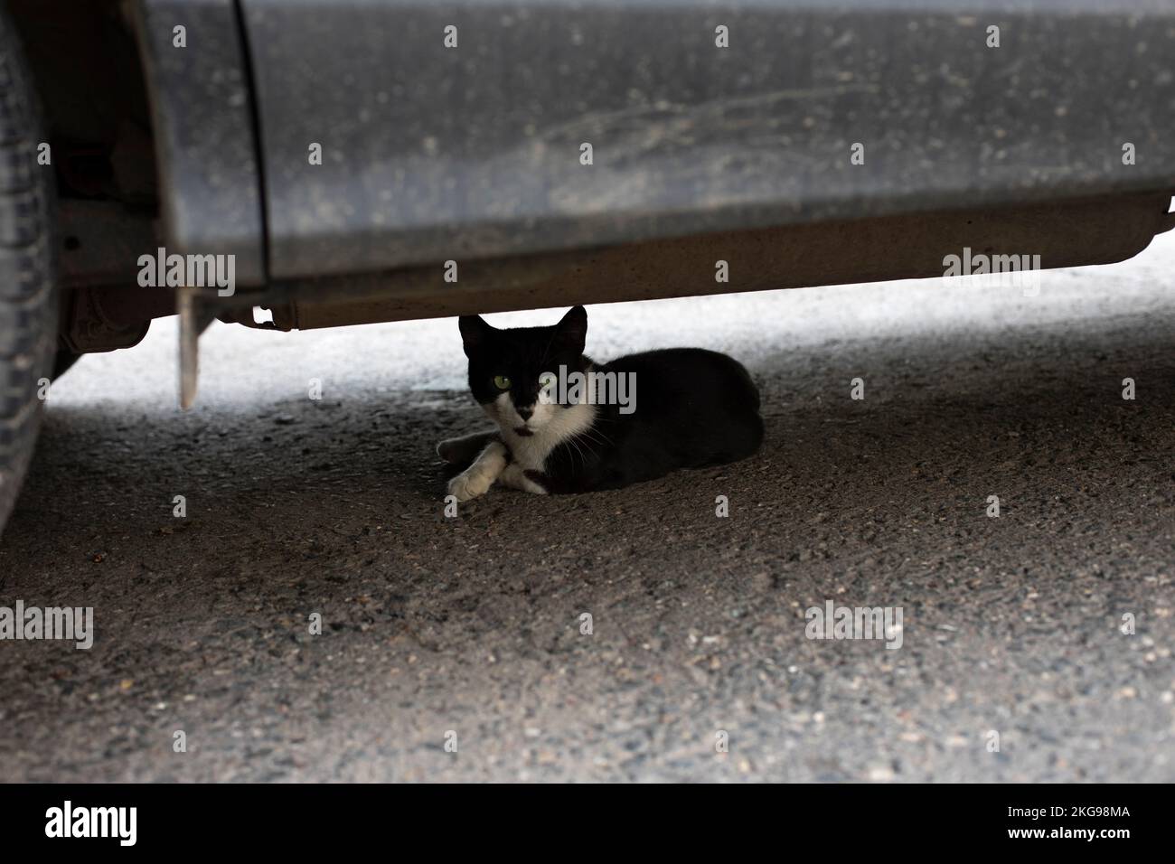 Cat under car. Cat in parking lot. Animal under transport. Life of poor