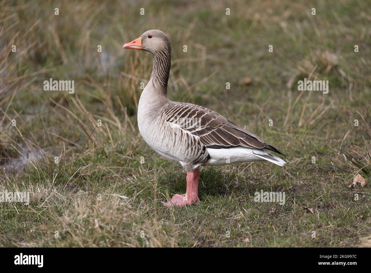 Greylag goose, Anser anser, F.amily Anatidae, Jægersborg Dyrehave, Dinamarca. Stock Photo
