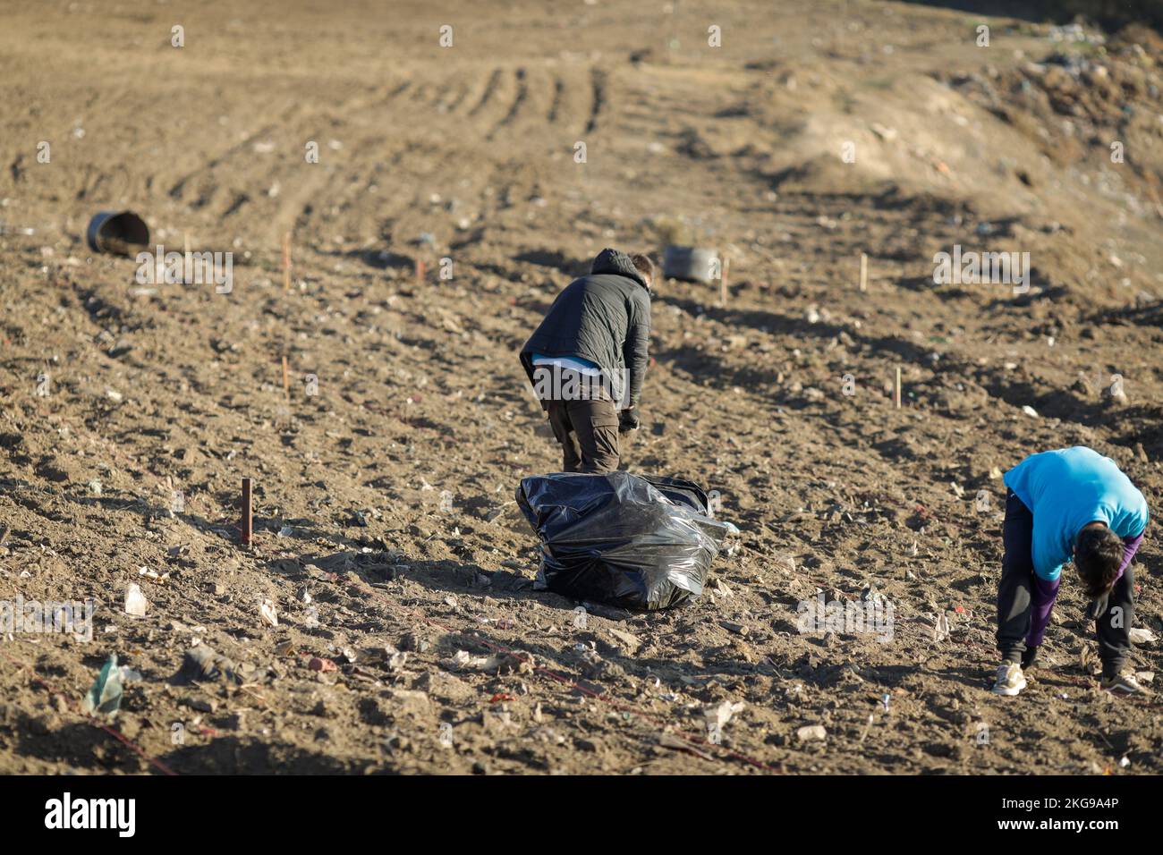 Two men gather garbage from a field before planting trees during a sunny autumn day. Stock Photo