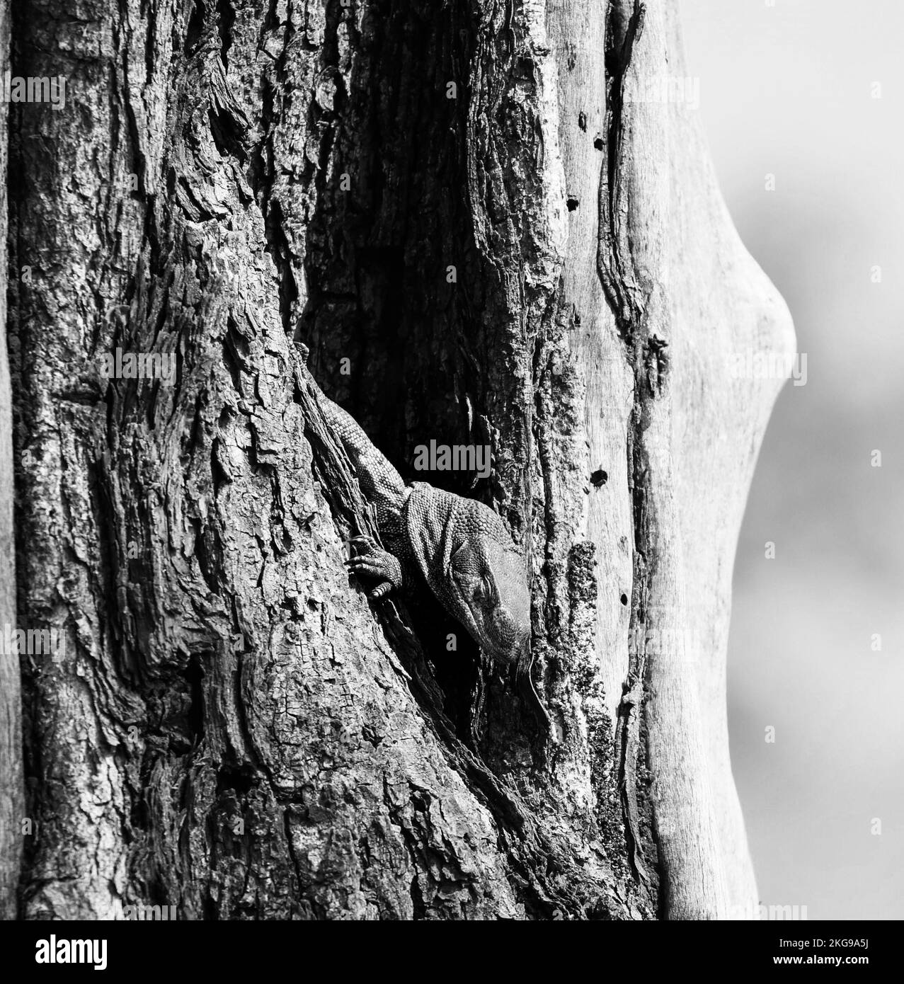 lace-monitor-black-and-white-stock-photos-images-alamy