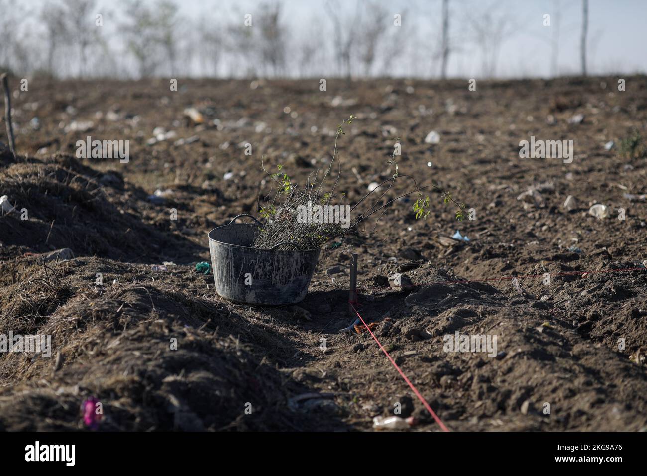 Details with a bucket full of tree sapling during a tree planting activity on a garbage soiled field. Stock Photo