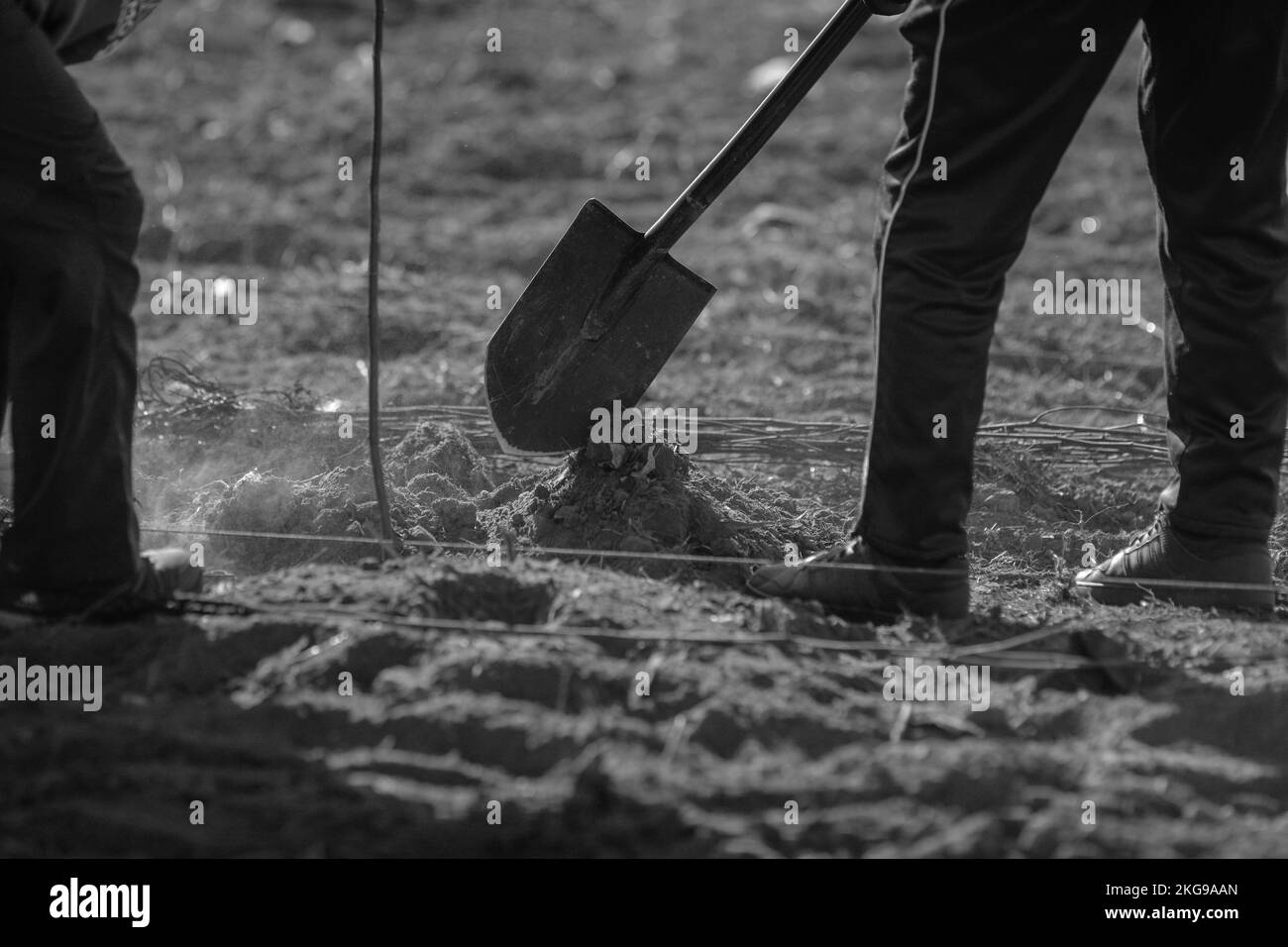 Details with a person shovelling dry, arid and dusty soil during a planting activity. Stock Photo