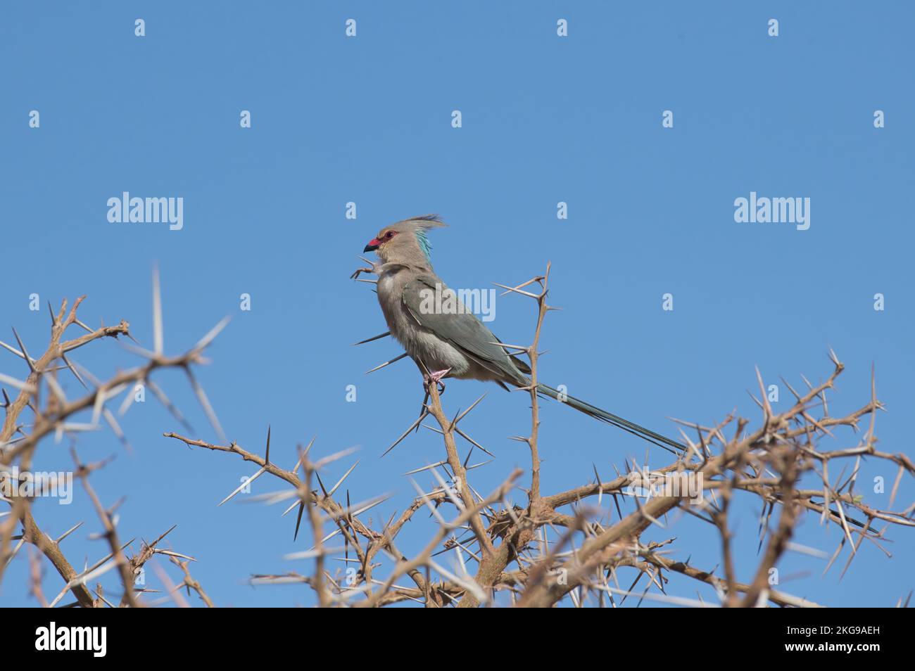 blue-naped mousebird (Urocolius macourus). The pale blue nape patch is visible in the photo. Stock Photo