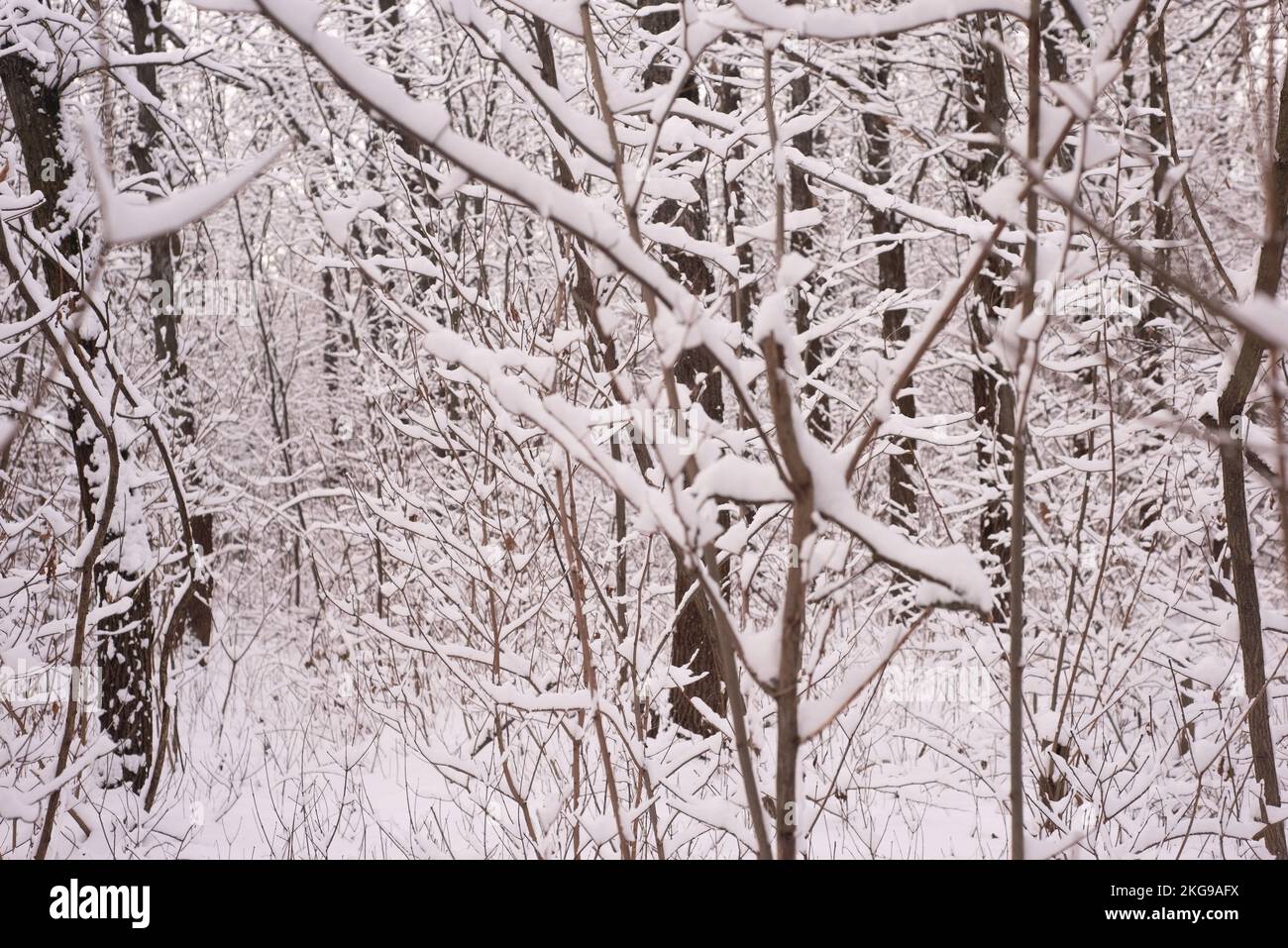 snowy winter forest with oak tree pillars Stock Photo - Alamy