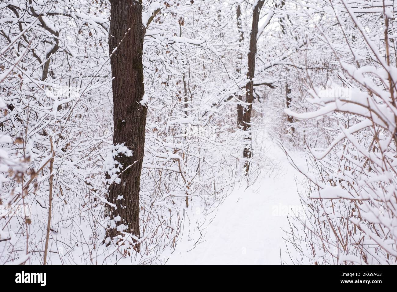 snowy winter forest with oak tree pillars Stock Photo - Alamy