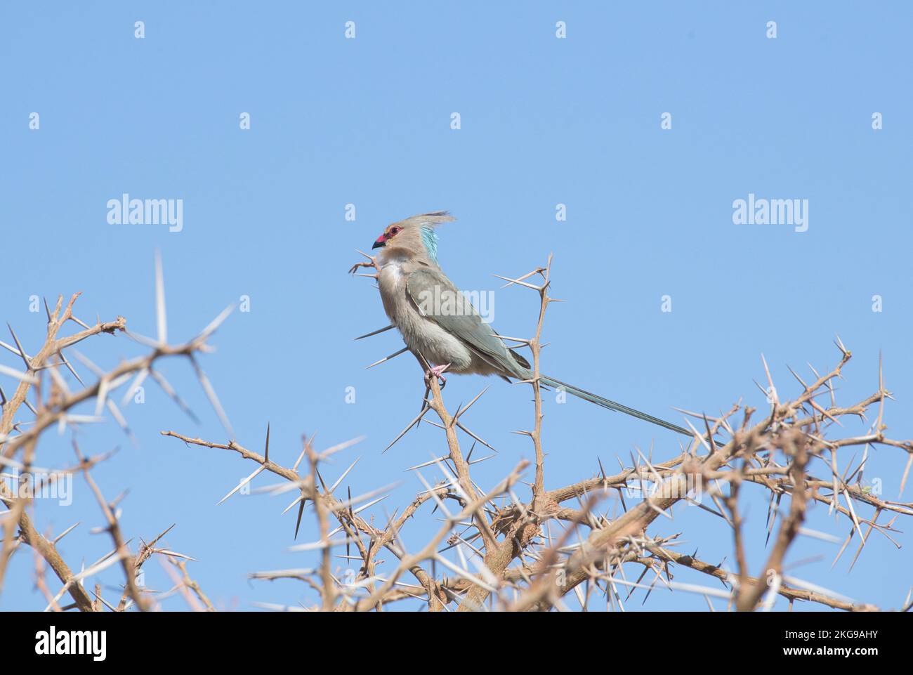 blue-naped mousebird (Urocolius macourus). The pale blue nape patch is visible in the photo. Stock Photo