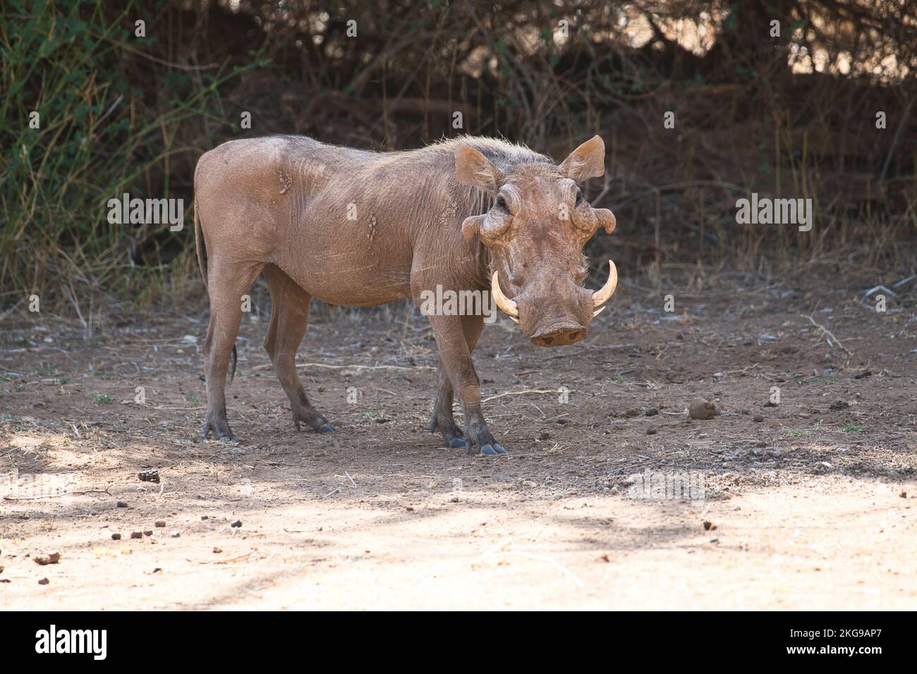 Common Warthog (Phacochoerus africanus) Stock Photo