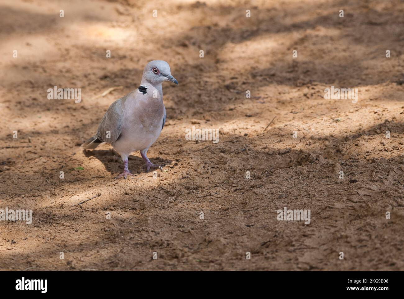 African mourning dove (Streptopelia decipiens) Stock Photo