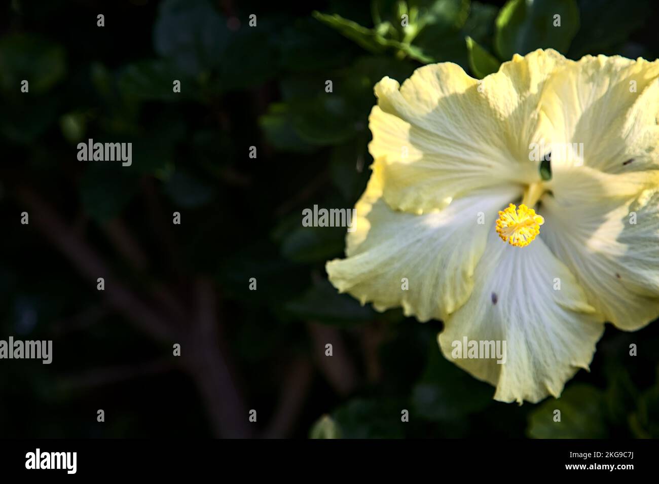 Yellow hibiscus in bloom seen up close Stock Photo - Alamy