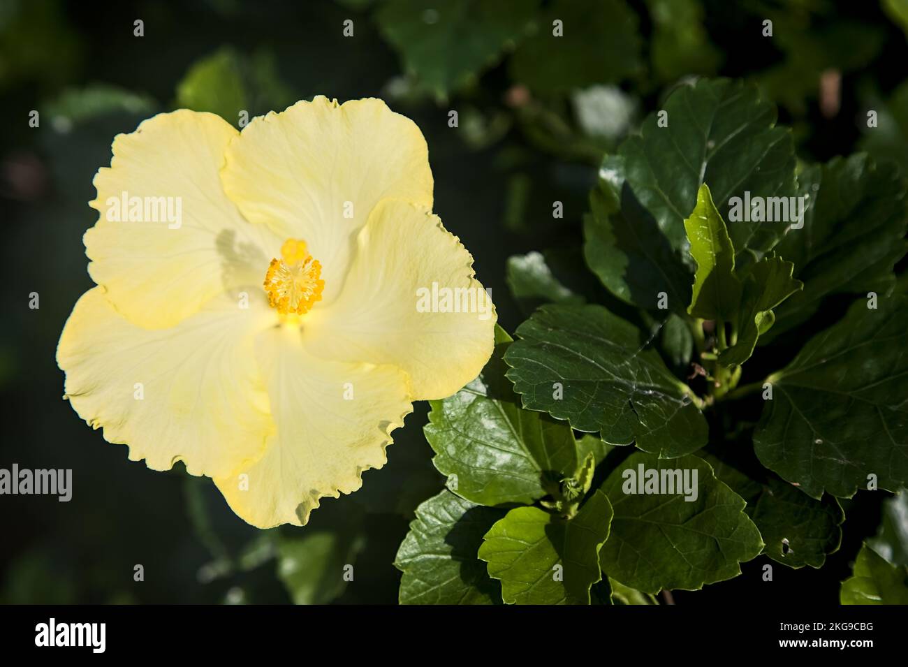 Yellow hibiscus in bloom seen up close Stock Photo - Alamy