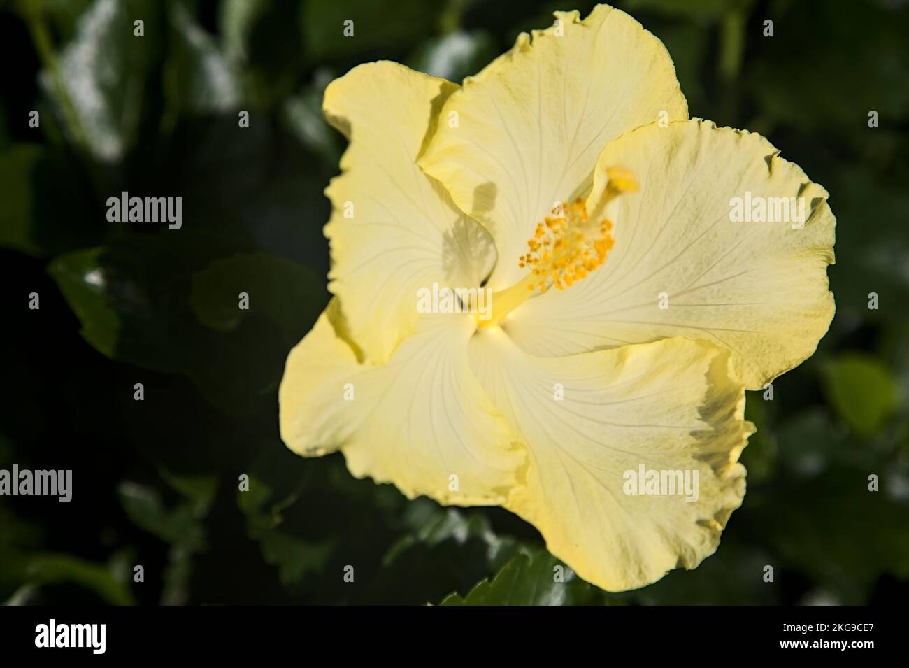 Yellow hibiscus in bloom seen up close Stock Photo - Alamy