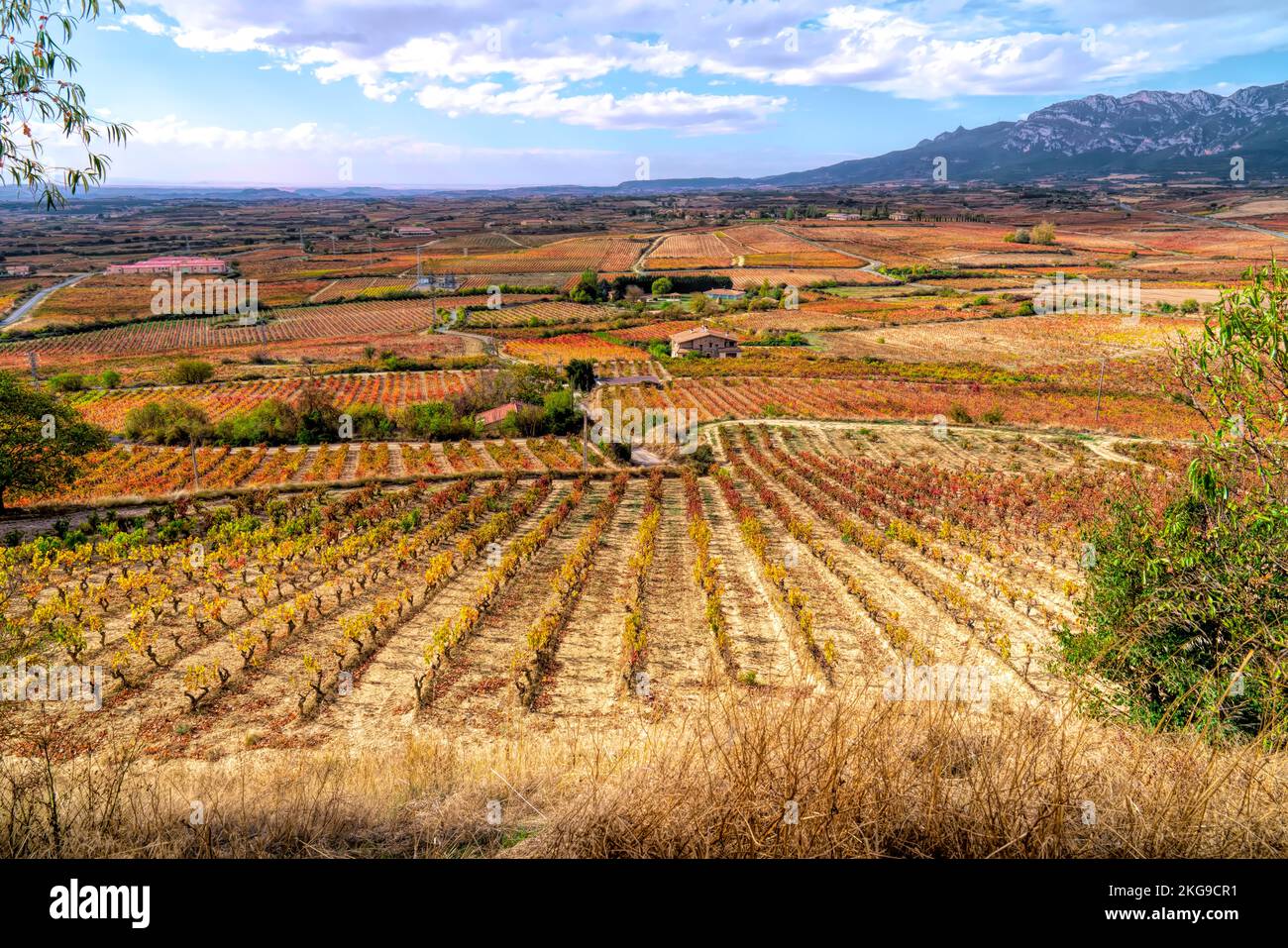 Vineyard and vines Rioja wine region view from Laguardia Spain of countryside and fields Stock Photo