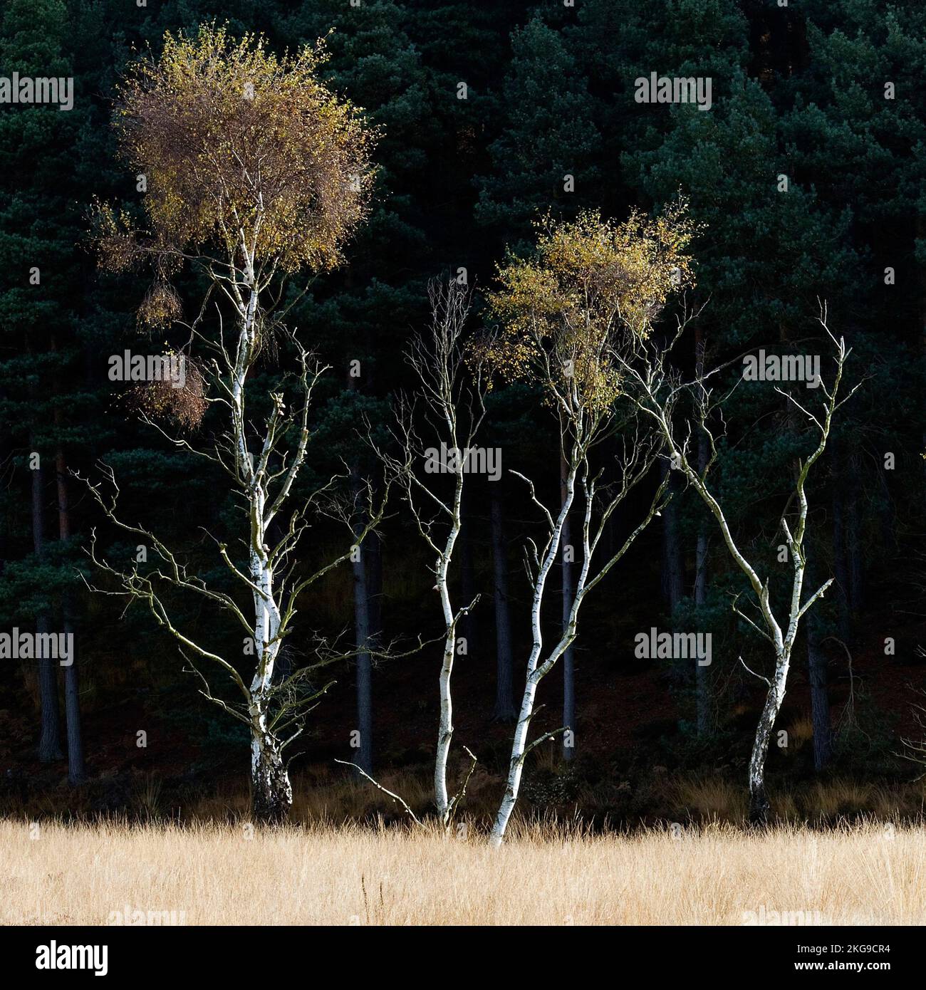 Heathlands of Country Park Cannock Chase Area of Outstanding Natural