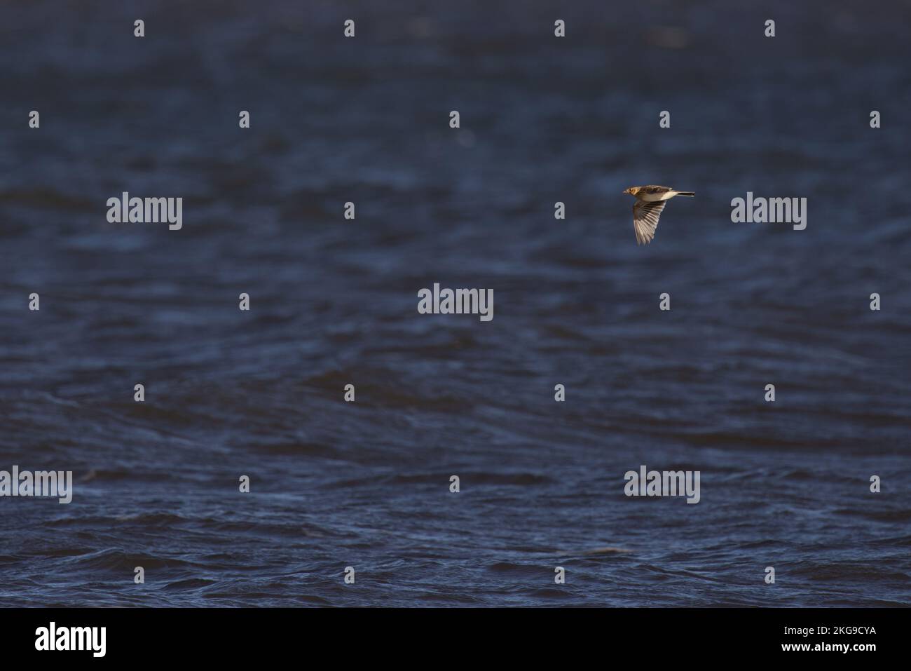 Skylark (Alauda arvensis) on migration over sea Norfolk GB UK October 2022 Stock Photo