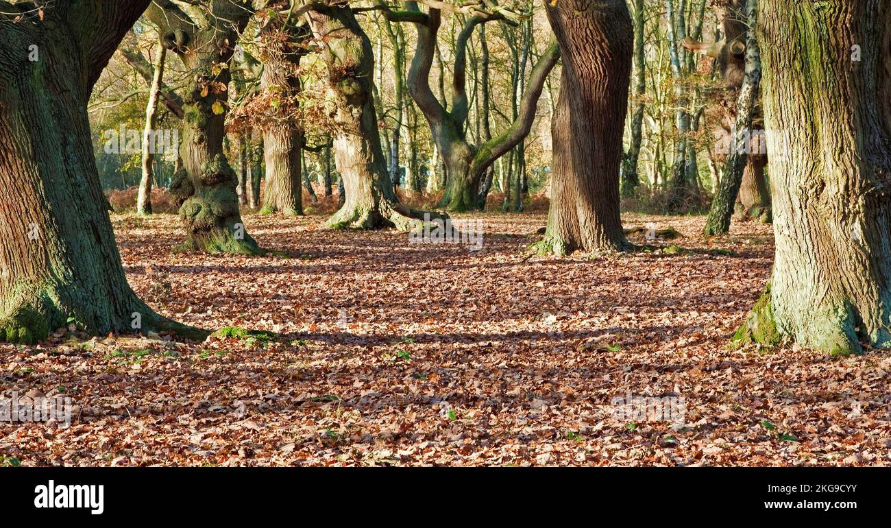 Autumn colour Brocton Coppice Ancient Oak Woodland Cannock Chase