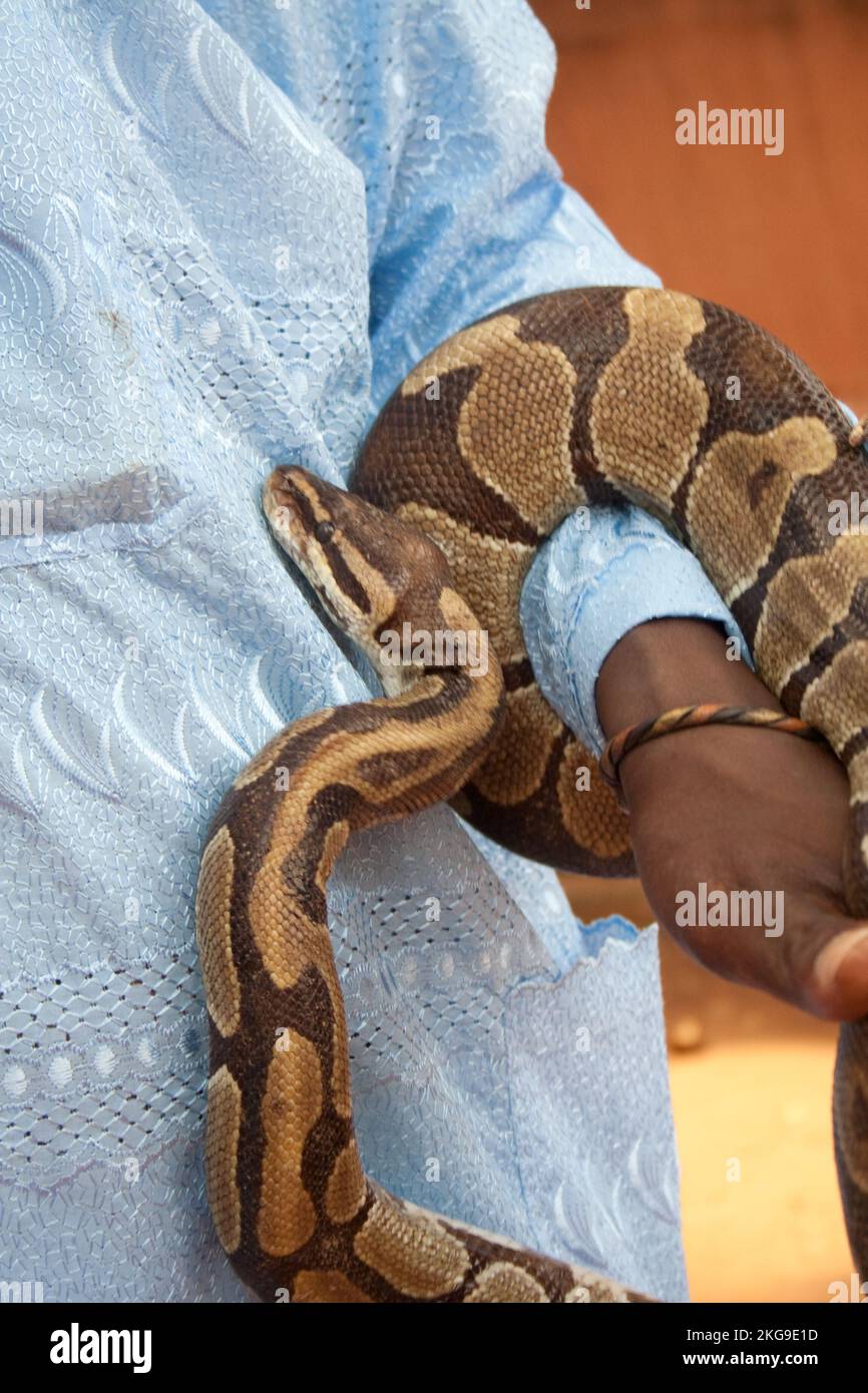 Son of chief priest with python, Temple of Pythons, Ouidah, Benin Stock ...