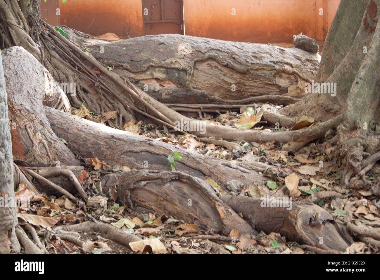 Roots of Iroko tree at entrance to temple, Temple of Pythons, Ouidah