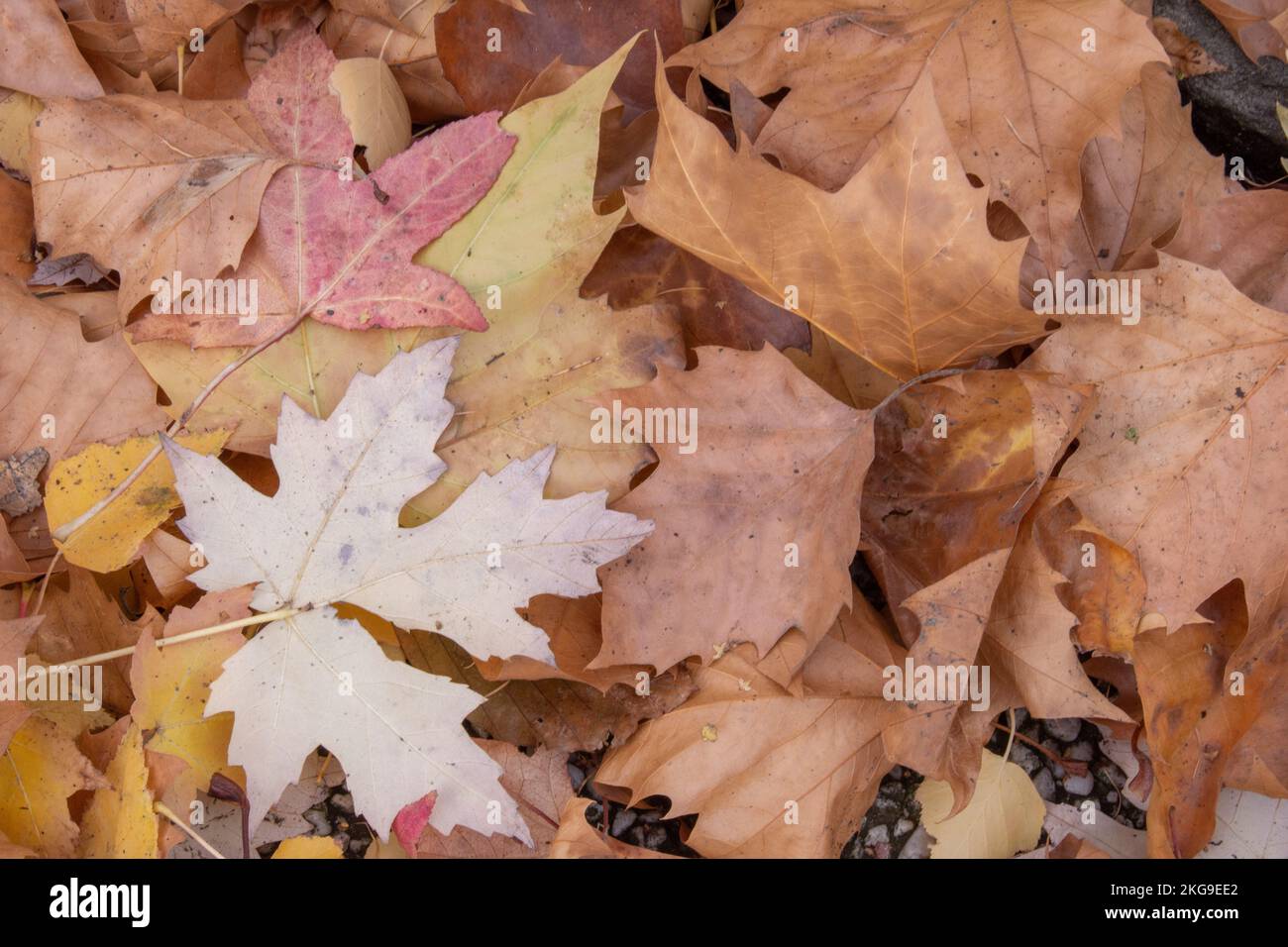 beautiful  leaves in the forest Stock Photo