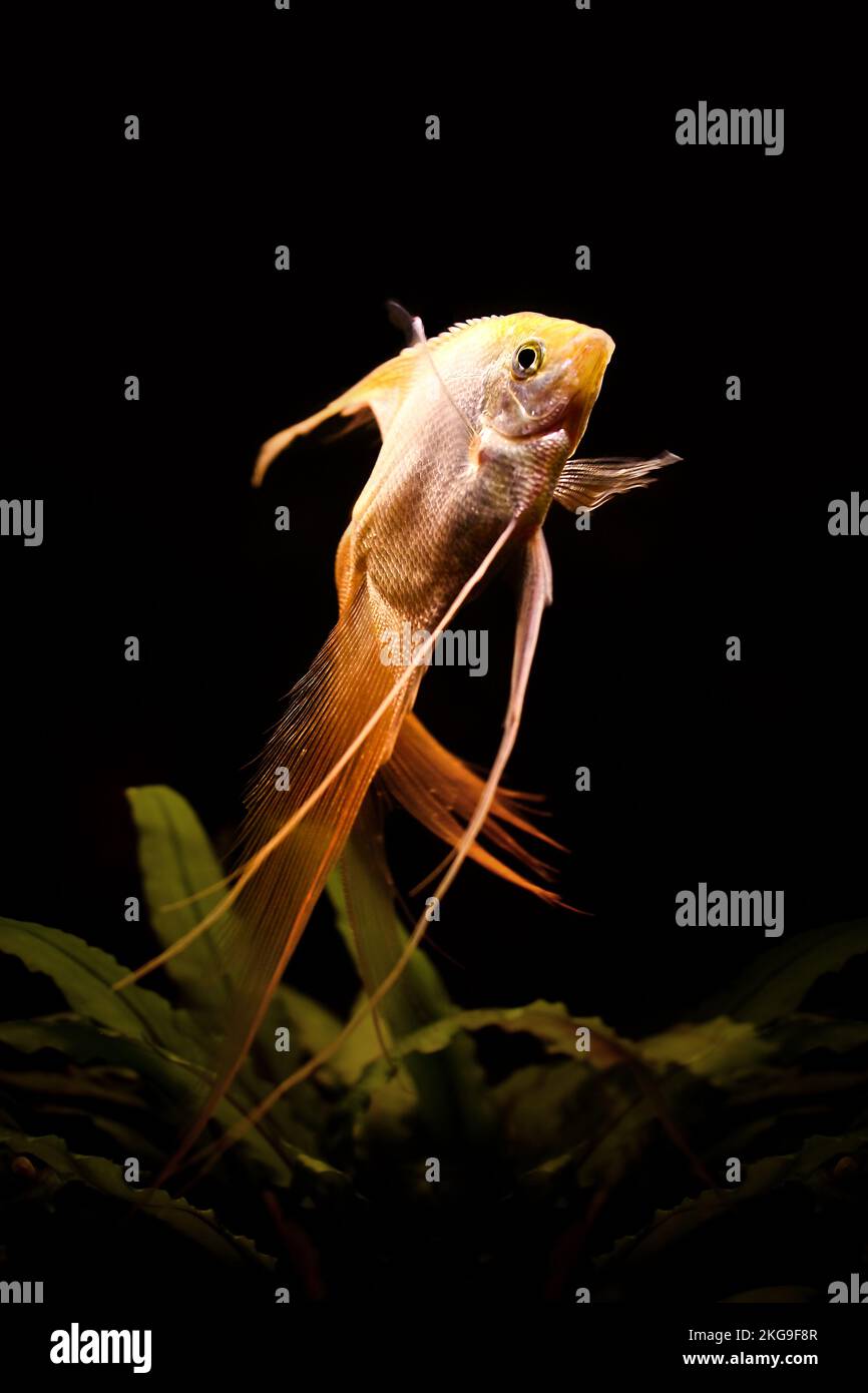 White skalyariya aquarian fish Stock Photo