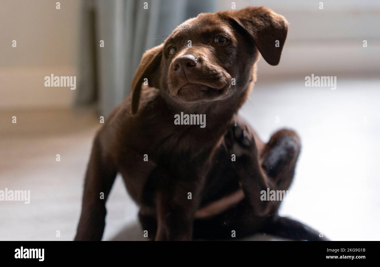 small chocolate labrador retriever puppy combats itching by scratching with its hind leg Stock Photo
